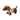 Dachshund