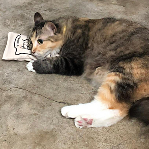 Cat Pillow Catnip